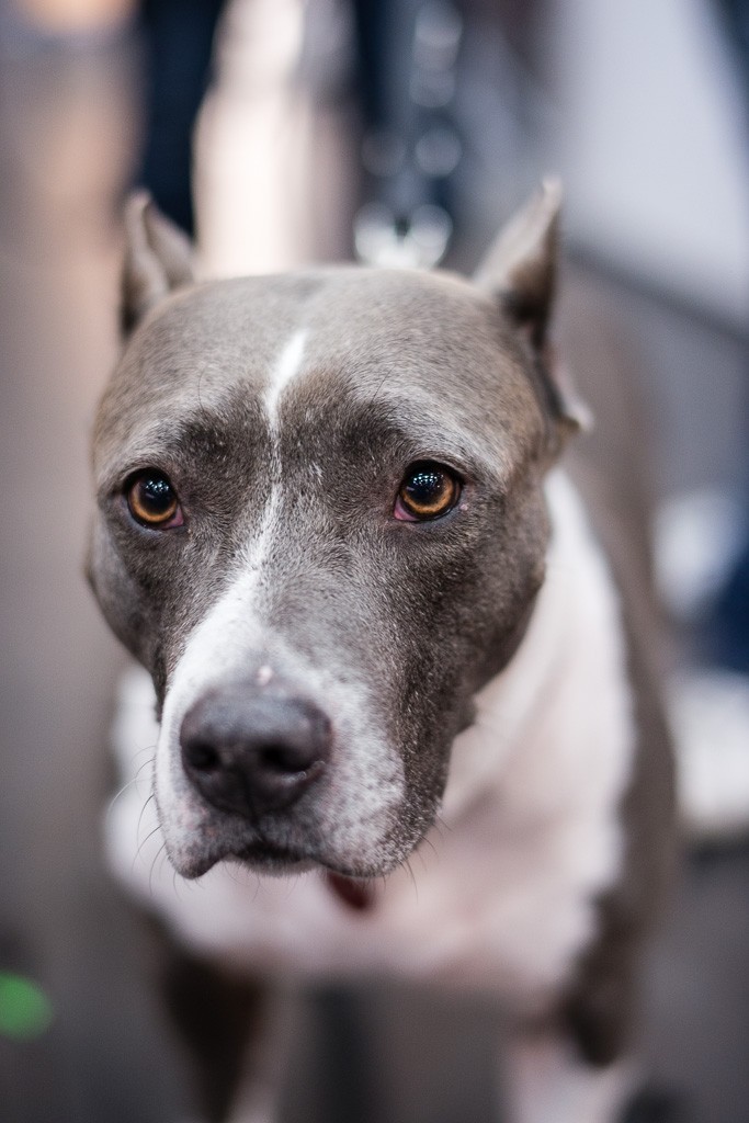 0026BWO-2013-12-01-Haustiermesse-0218