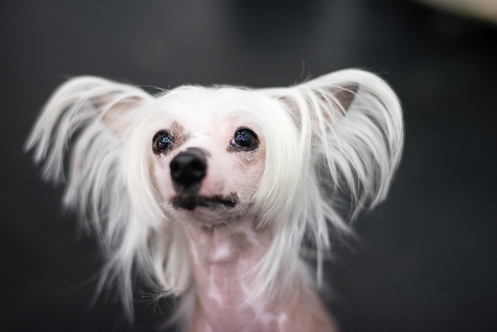 10BWO-2013-12-01-Haustiermesse-0101