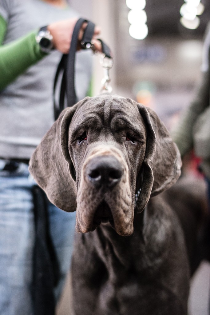 14BWO-2013-12-01-Haustiermesse-0113