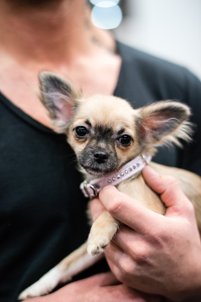 17BWO-2013-12-01-Haustiermesse-0130