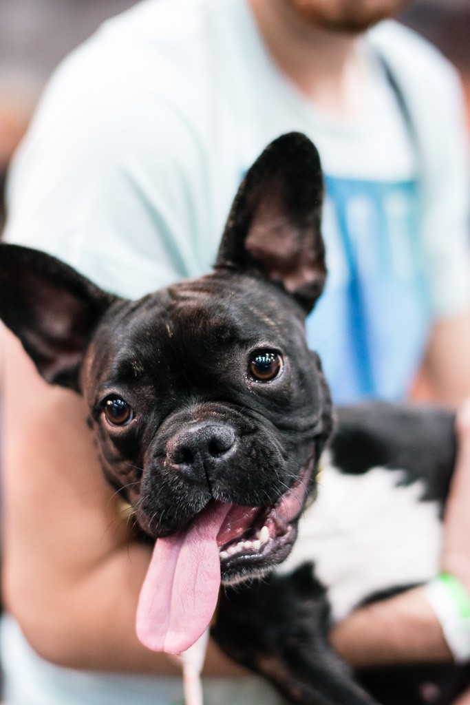 20BWO-2013-12-01-Haustiermesse-0144