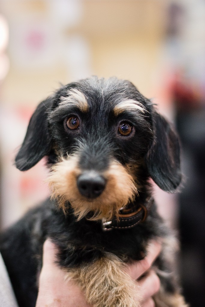 27BWO-2013-12-01-Haustiermesse-0170