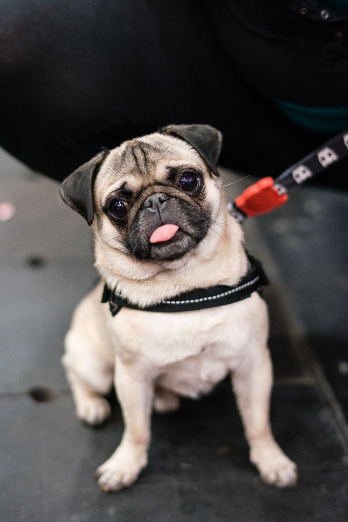 30BWO-2013-12-01-Haustiermesse-0191