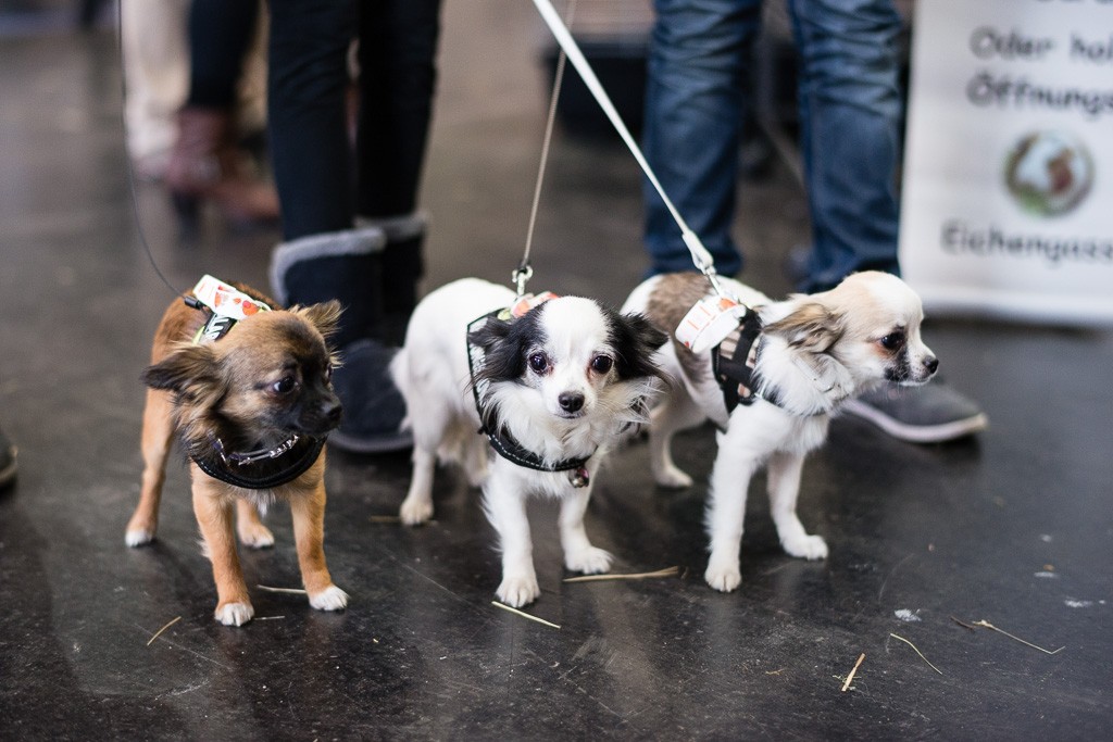 4BWO-2013-12-01-Haustiermesse-0085