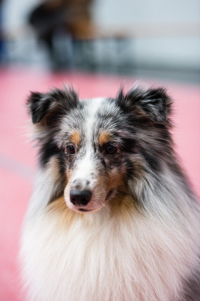 6BWO-2013-12-01-Haustiermesse-0094