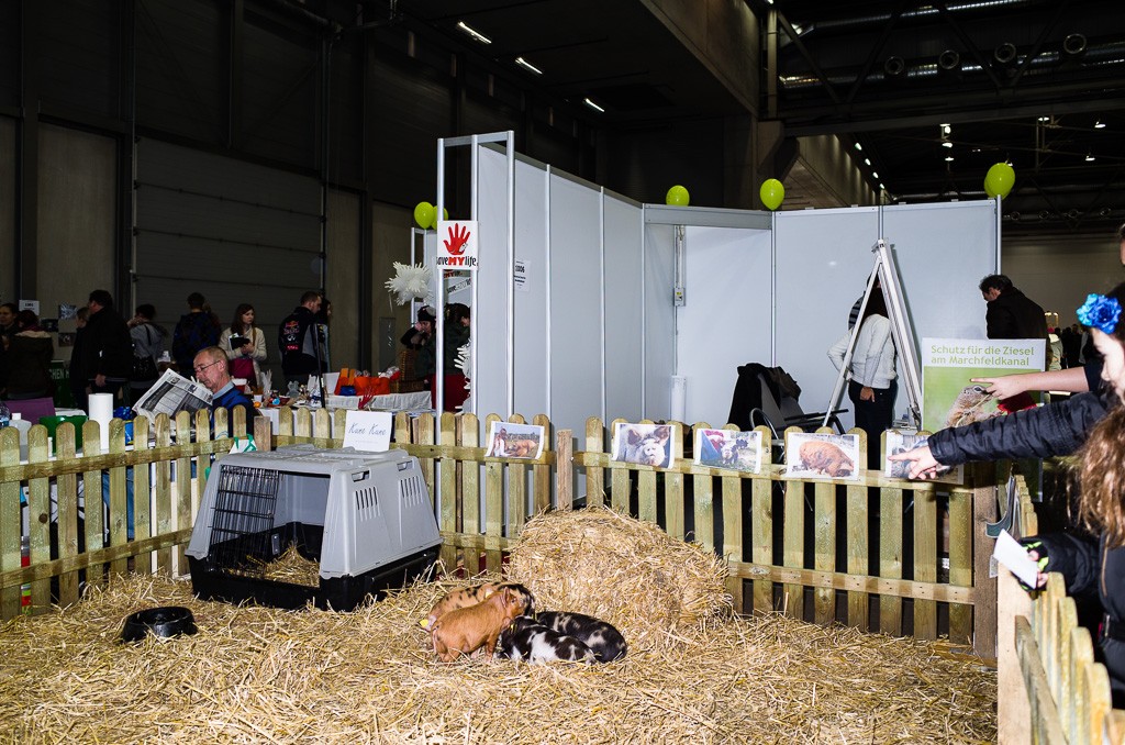 BWO-2013-12-01-Haustiermesse-0020
