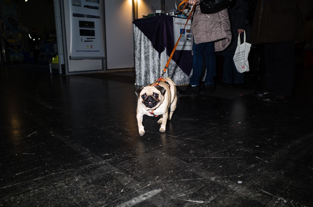 BWO-2013-12-01-Haustiermesse-0022