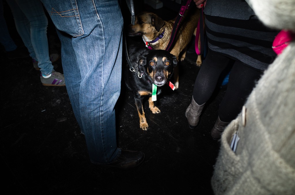 BWO-2013-12-01-Haustiermesse-0025