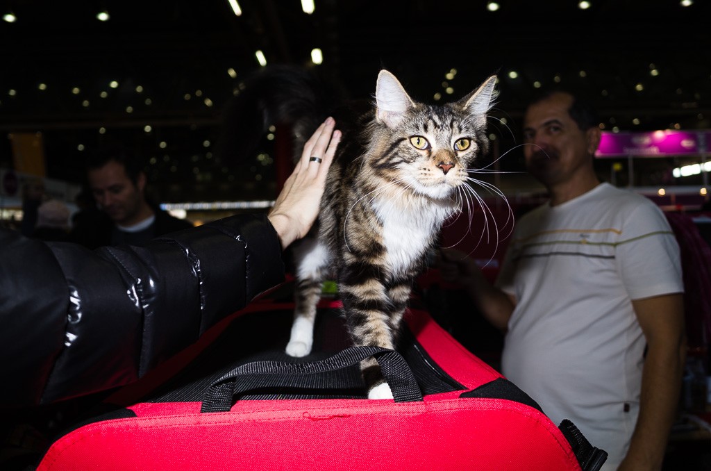 BWO-2013-12-01-Haustiermesse-0036