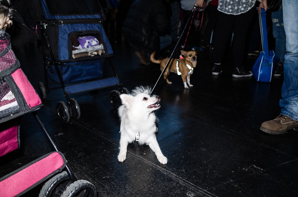 BWO-2013-12-01-Haustiermesse-0044