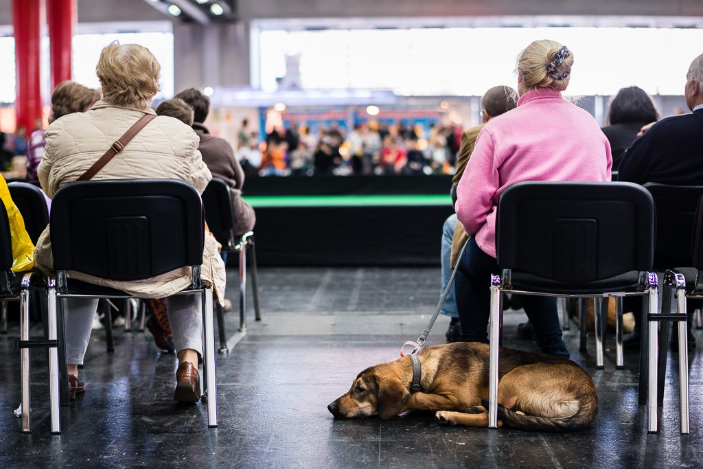 BWO-2013-12-01-Haustiermesse-0067