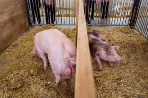 Rieder Volksfest, ausmoff; © Bernhard Wolf